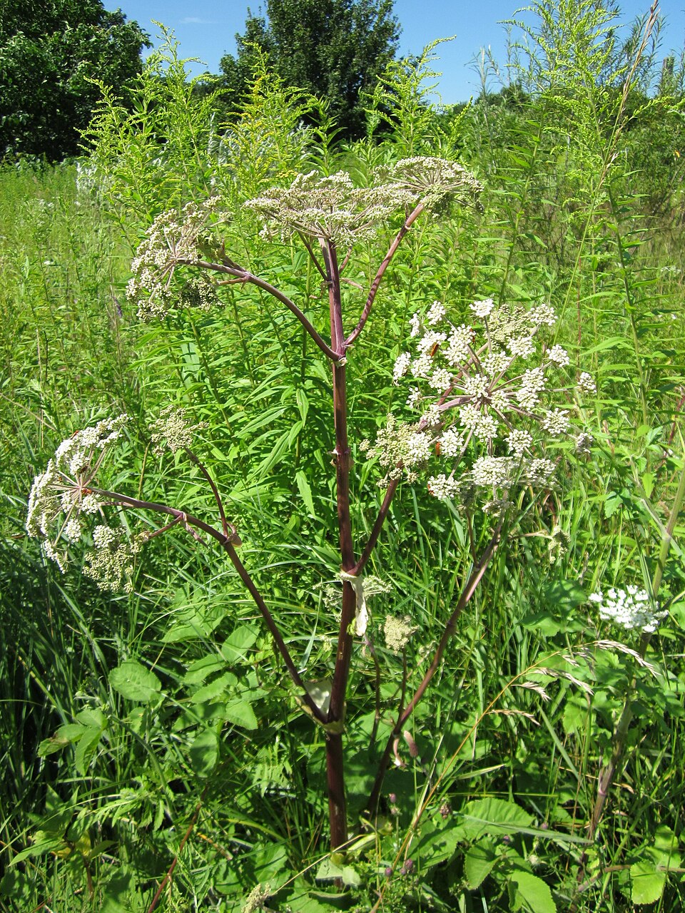 Angelica sylvestris (Wild Angelica)