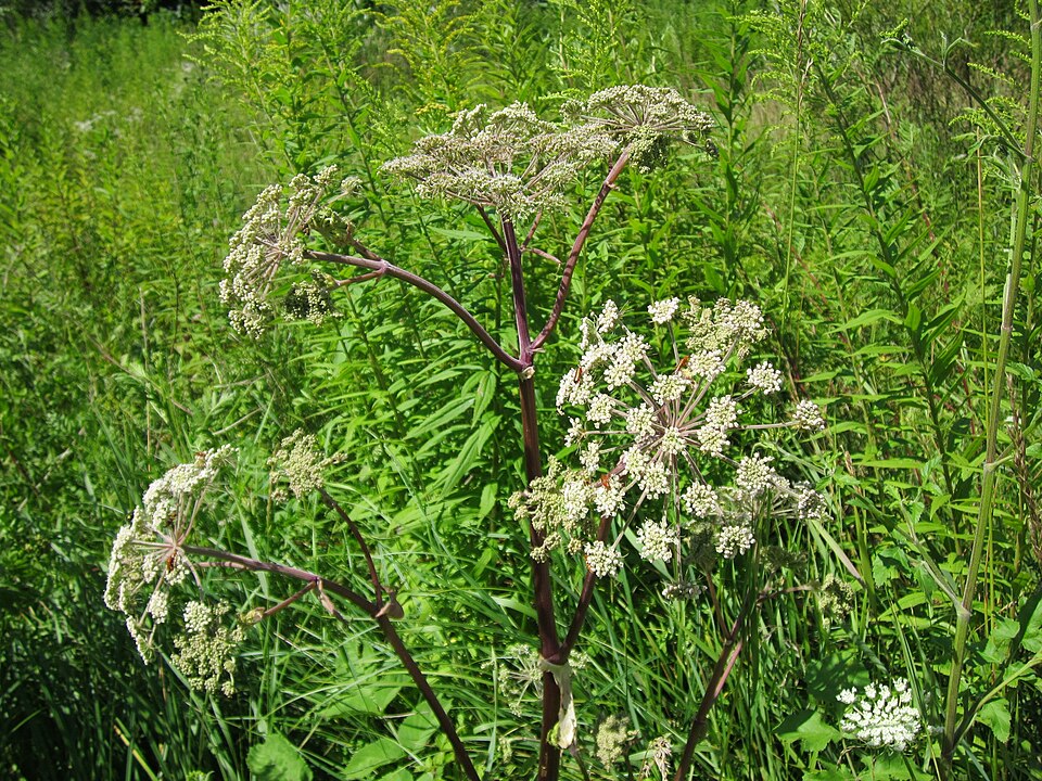 Angelica sylvestris (Wild Angelica)