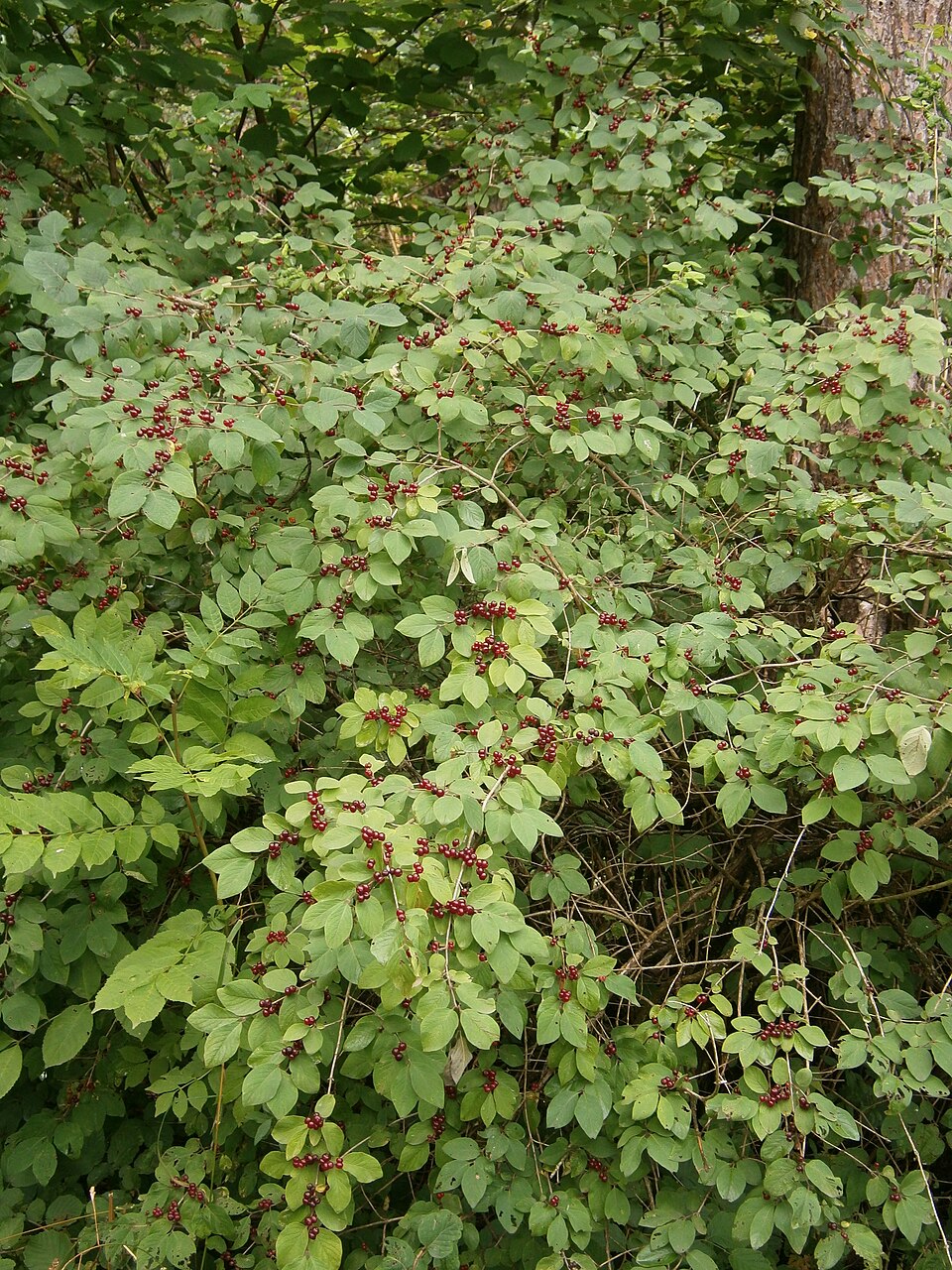 Lonicera xylosteum (Fly Honeysuckle)