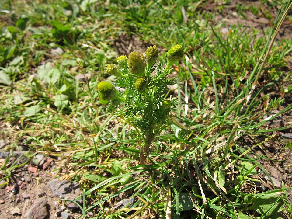 Matricaria discoidea (pineapple weed) (alternate view 7)