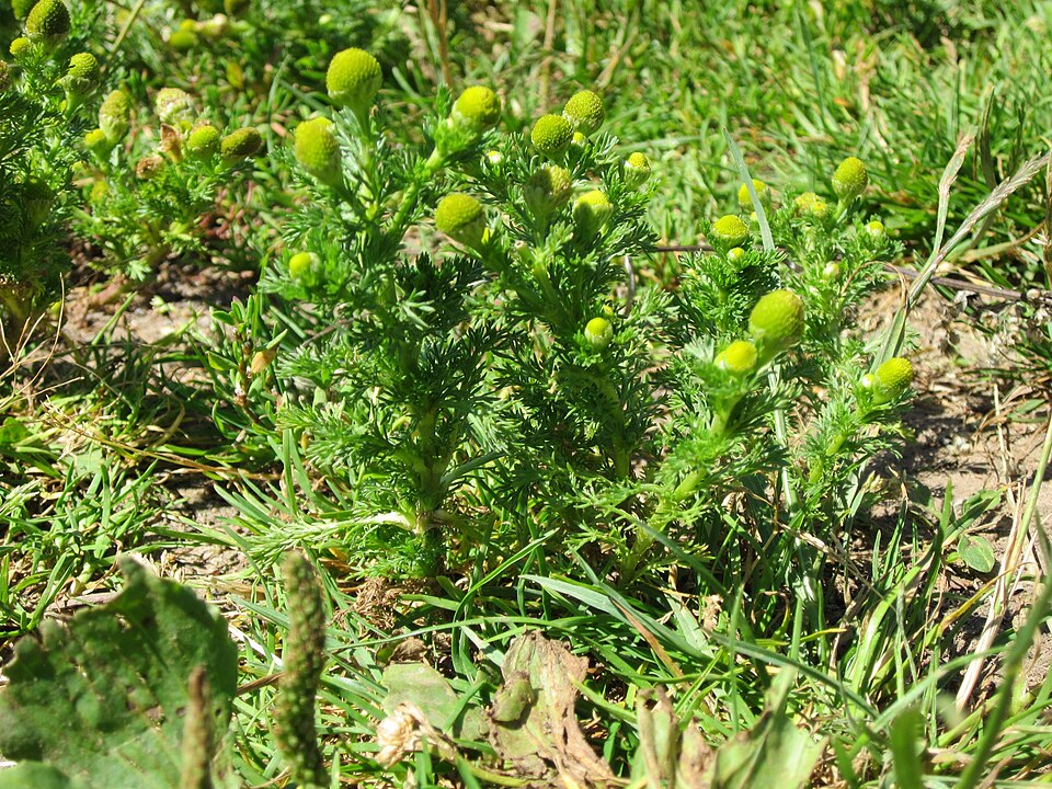 Matricaria discoidea (pineapple weed) (alternate view 8)