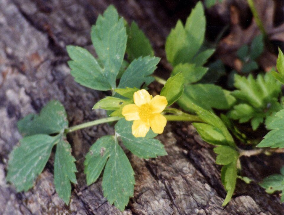 Ranunculus fascicularis (Early Buttercup) (alternate view 3)