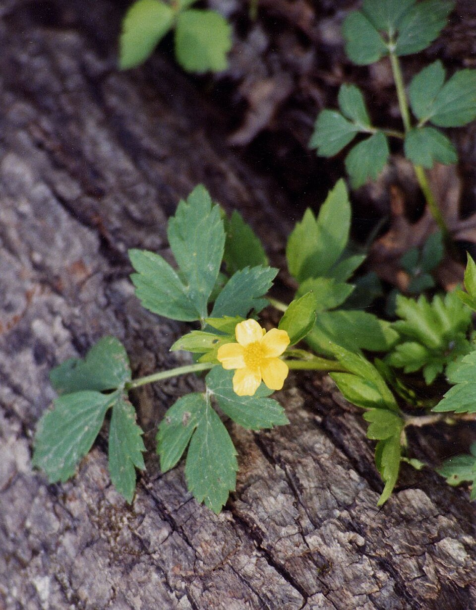 Ranunculus fascicularis (Early Buttercup) (alternate view 4)
