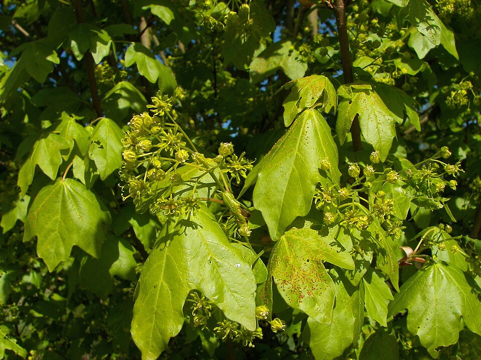 Acer campestre (Field Maple) (alternate view 6)