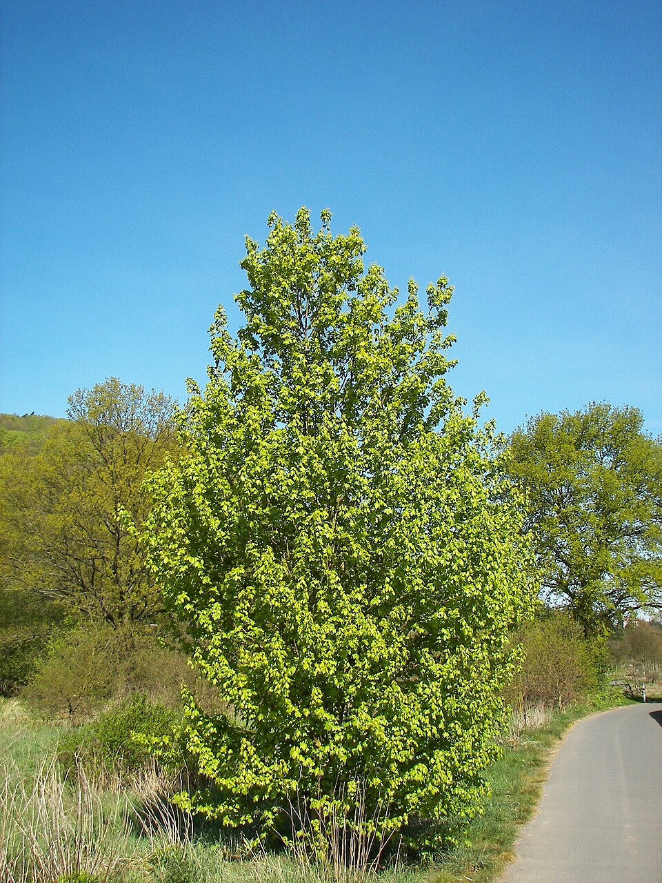 Acer campestre (Field Maple) (alternate view 7)