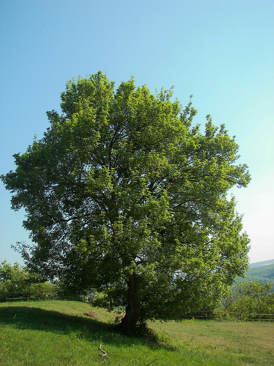 Acer campestre (Field Maple) (alternate view 8)