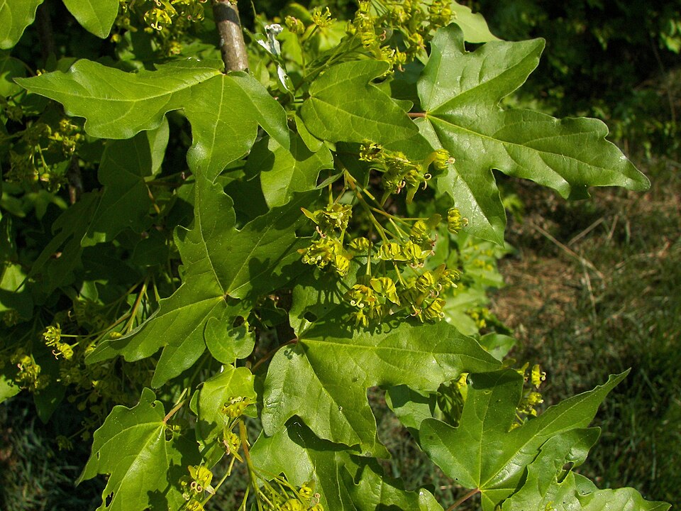 Acer campestre (Field Maple) (alternate view 9)