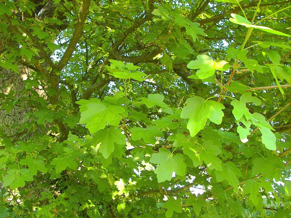 Acer campestre (Field Maple) (alternate view 10)