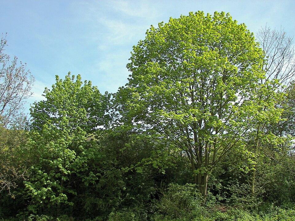 Acer platanoides (Norway maple) (alternate view 4)