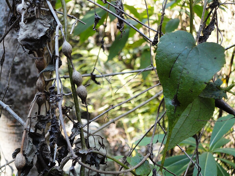 Dioscorea bulbifera (air potato) (alternate view 7)
