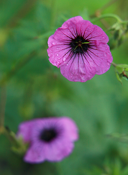 Geranium 'Patricia' (Patricia Geranium)