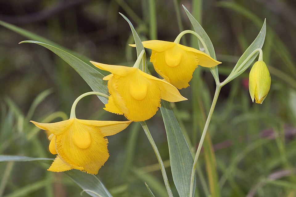 Calochortus amabilis (Diogenes' lantern) (alternate view 9)