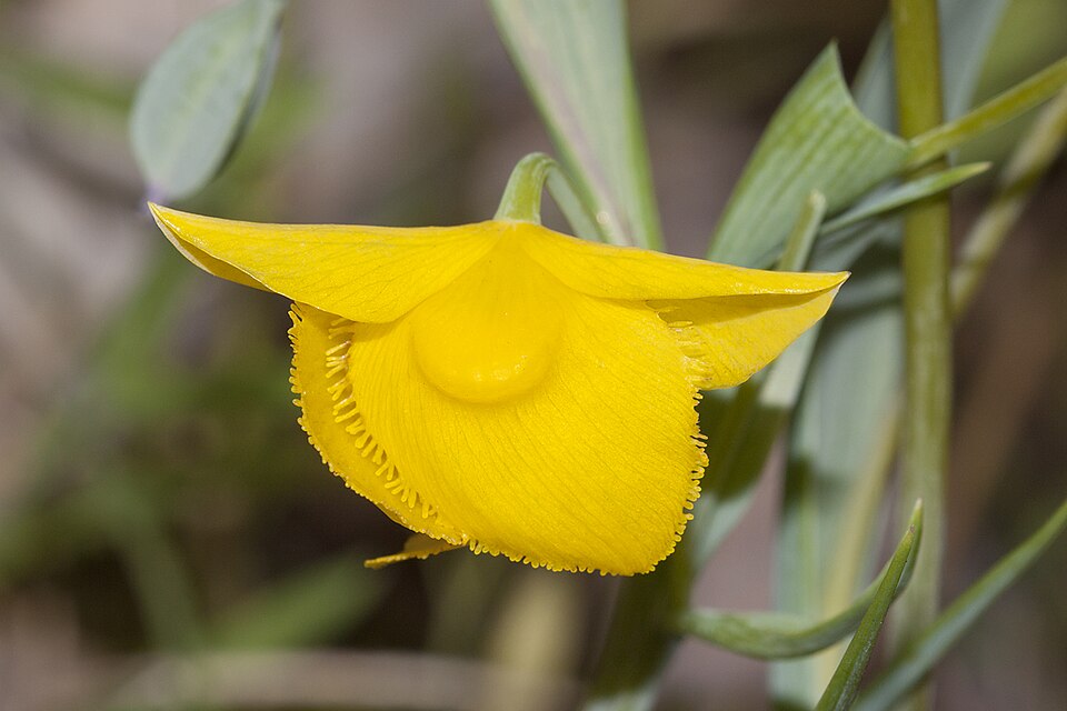 Calochortus amabilis (Diogenes' lantern) (alternate view 10)