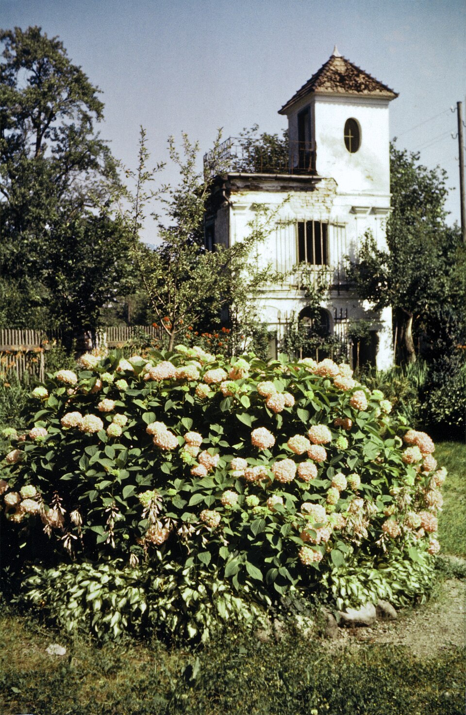 Viburnum opulus 'Roseum' (European cranberry bush) (alternate view 4)