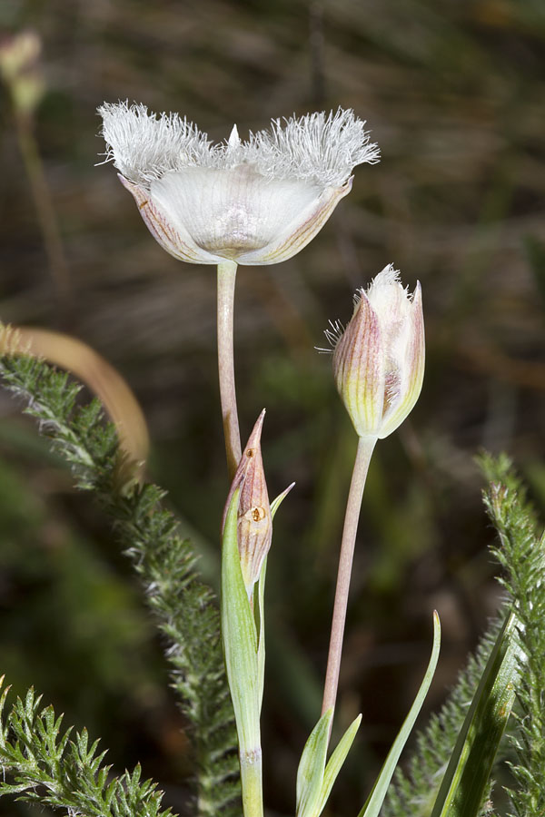 Calochortus tolmiei (Tolmie's pussy ears) (alternate view 5)