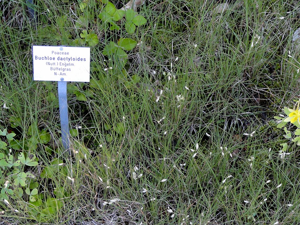 Bouteloua dactyloides (Buffalo Grass) (alternate view 7)