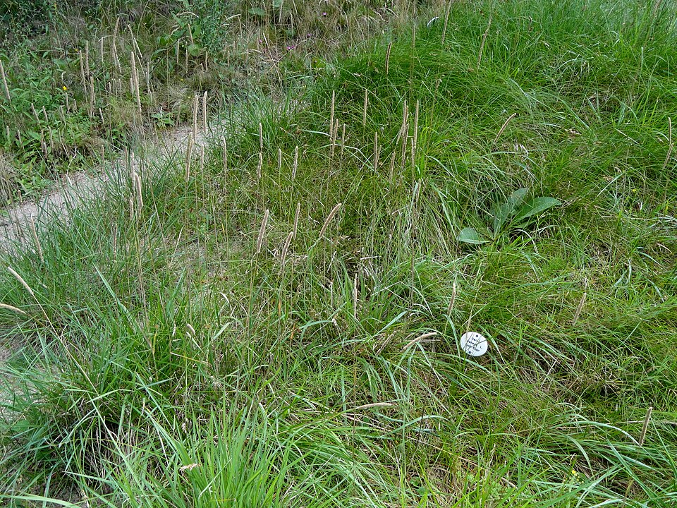 Carex arenaria (sand sedge)