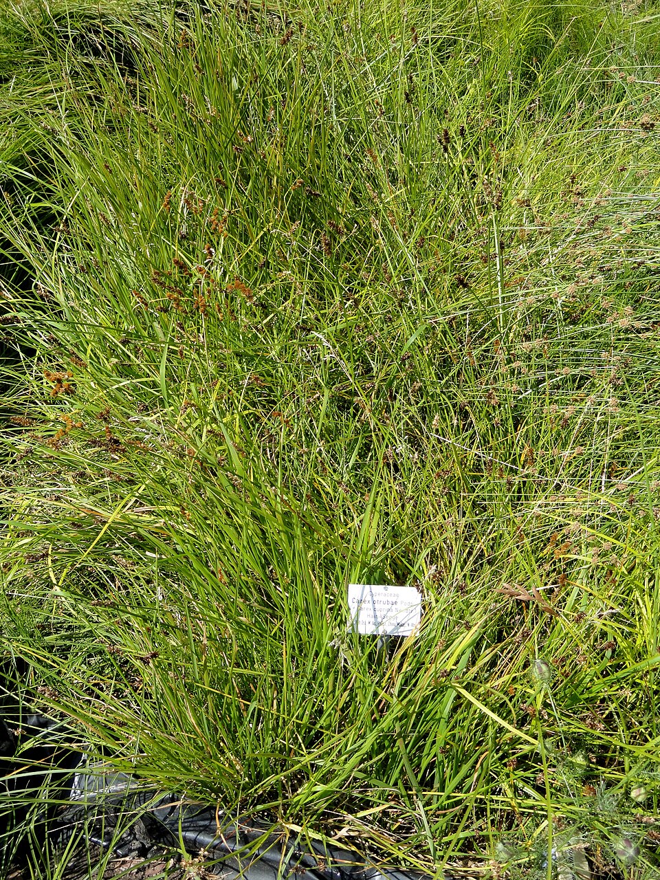 Carex otrubae (False Fox-sedge)