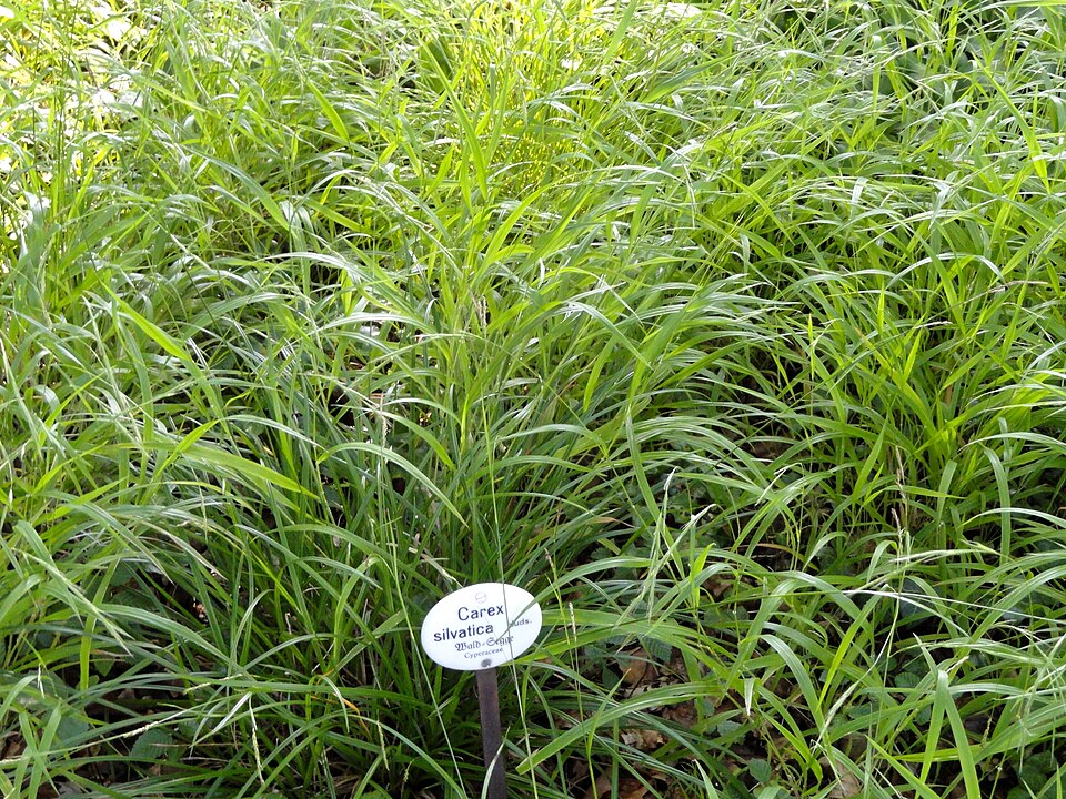 Carex sylvatica (European Woodland Sedge)