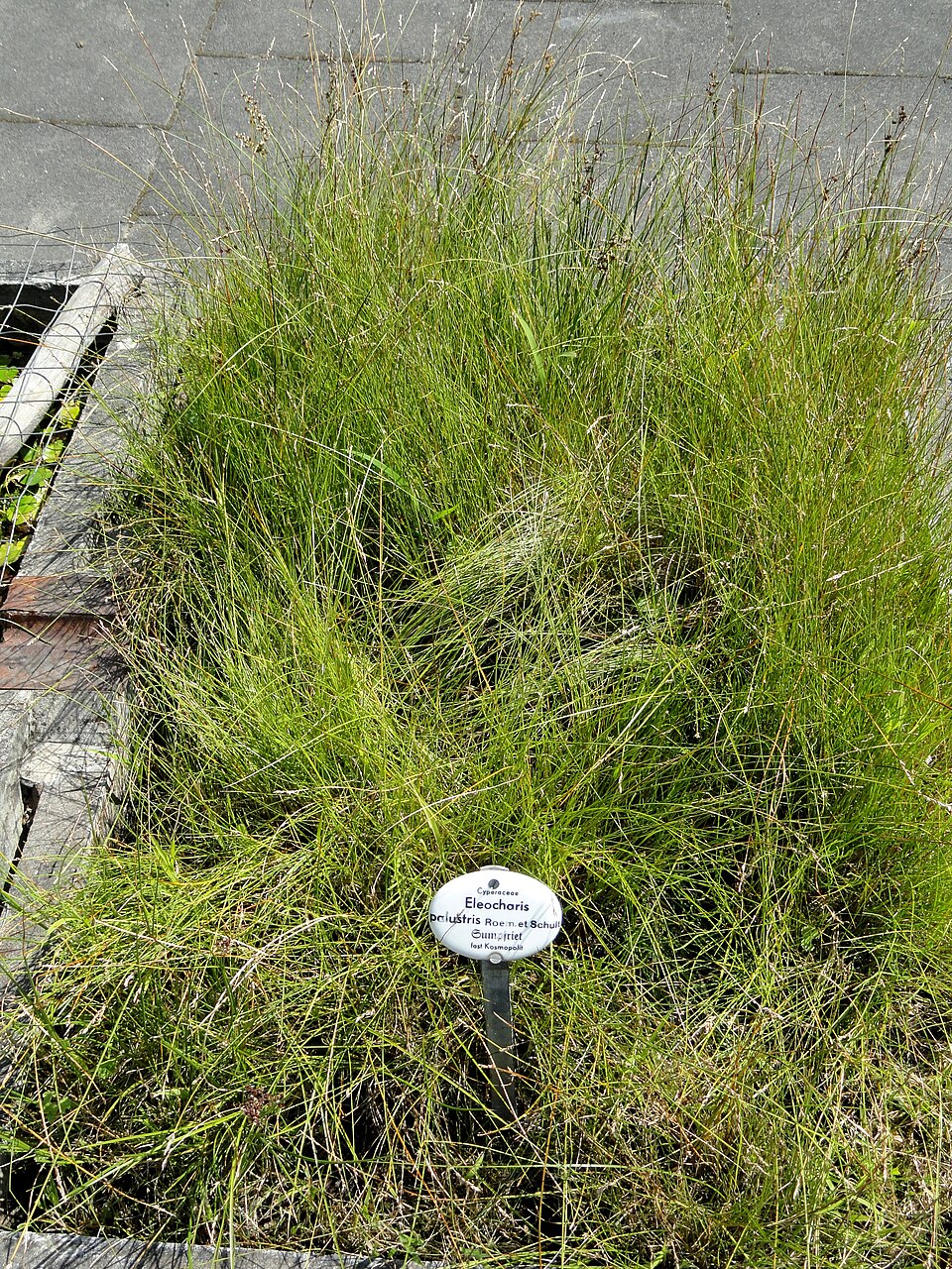 Eleocharis palustris (Common Spikerush) (alternate view 10)