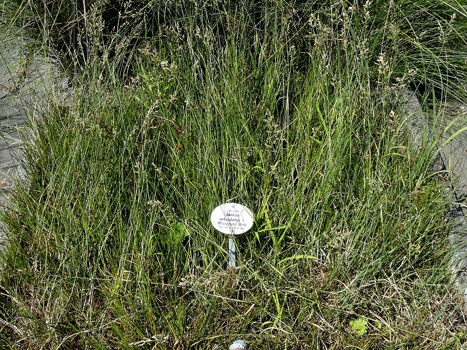 Juncus articulatus (jointed rush) (alternate view 7)