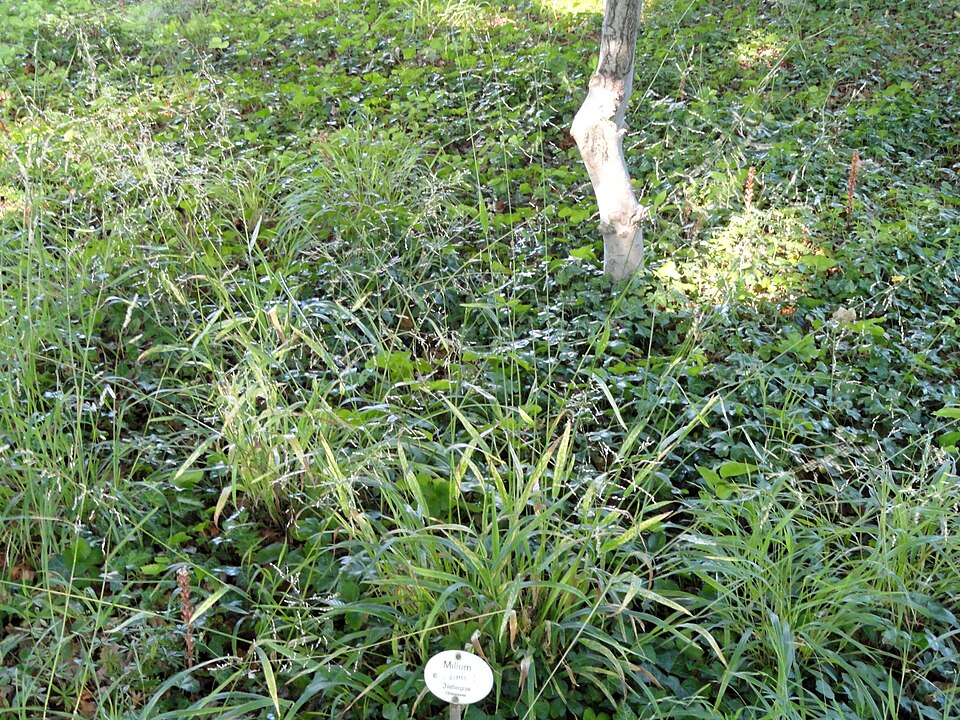 Milium effusum (Wood Millet)