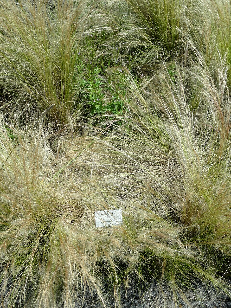 Nassella tenuissima (Mexican feather/hair grass) (alternate view 9)