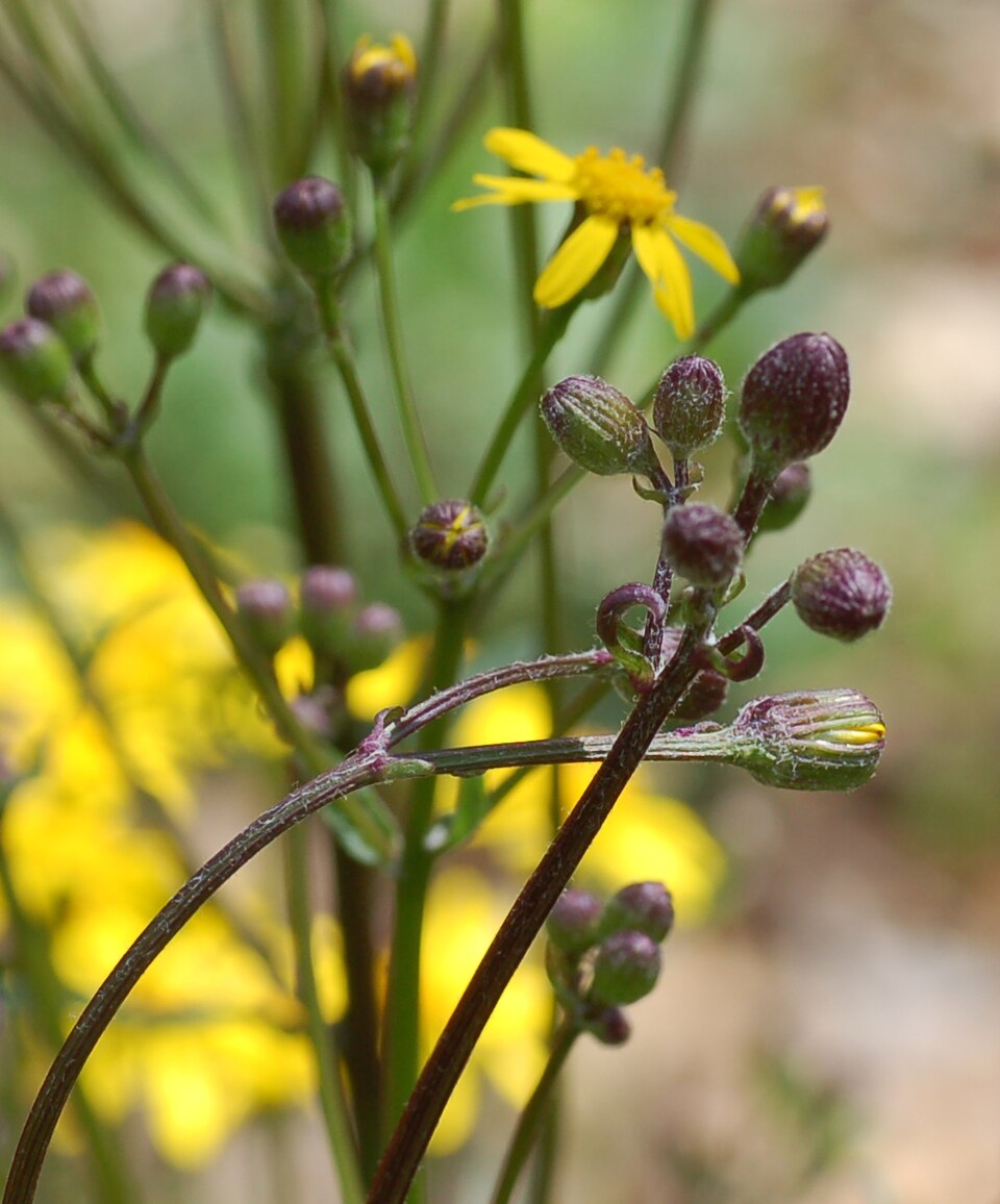 Packera aurea (golden ragwort)