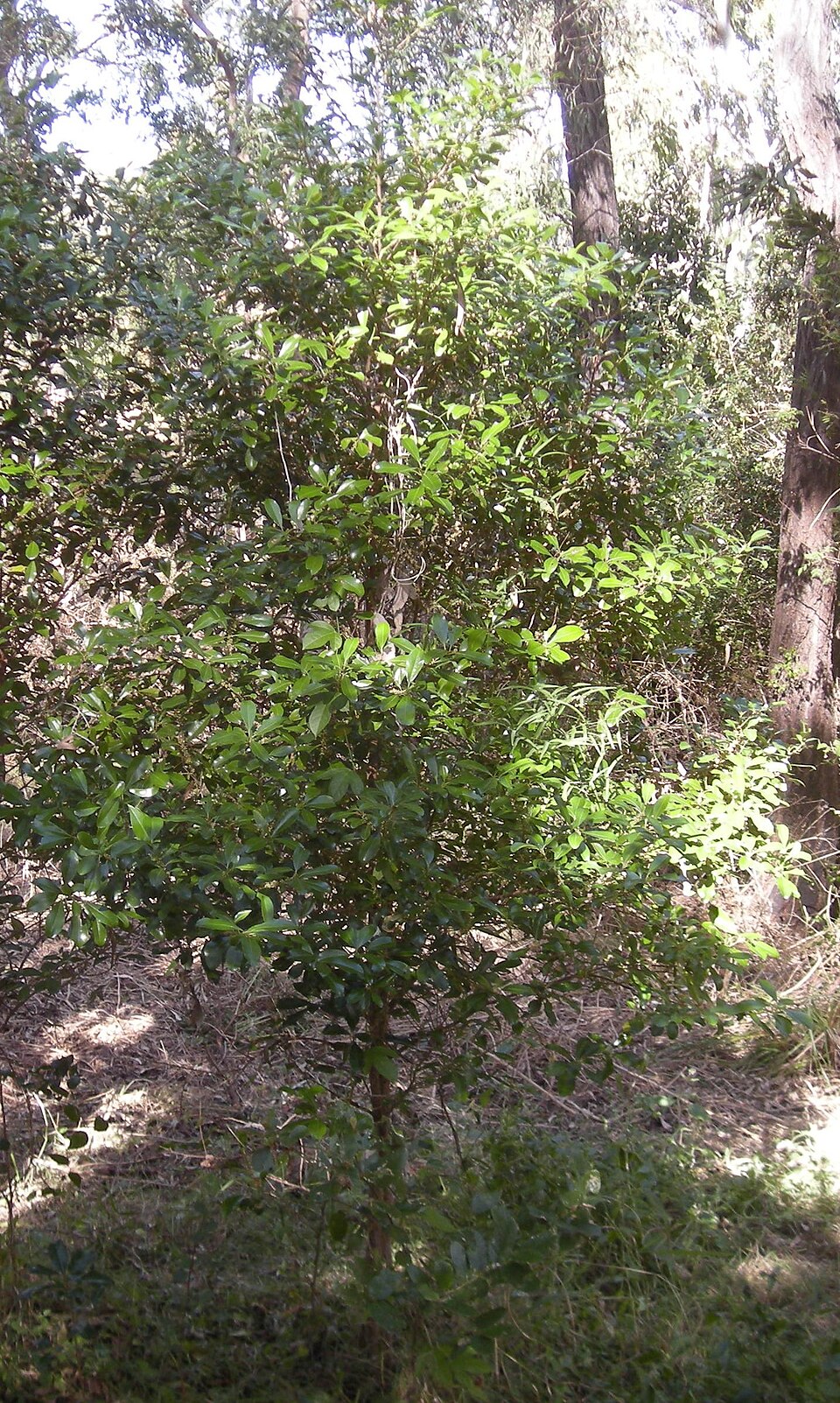 Myrsine variabilis (Variable Muttonwood) (alternate view 9)