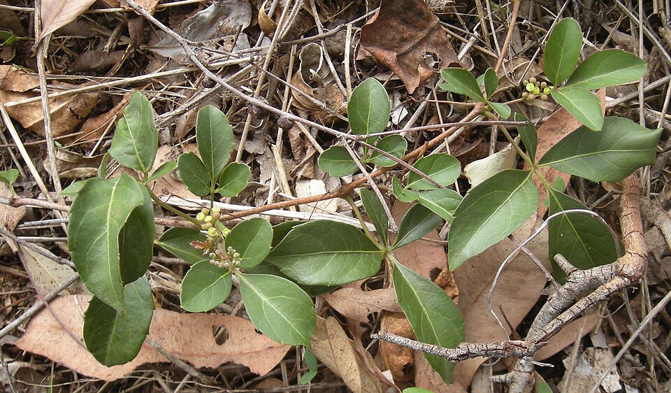 Clematicissus opaca (Pepper Vine)