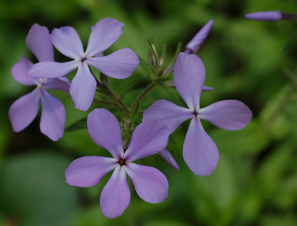 Phlox divaricata (Woodland Phlox) (alternate view 8)