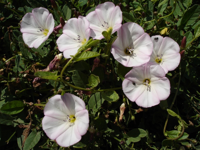 Convolvulus arvensis (field bindweed, morning glory)