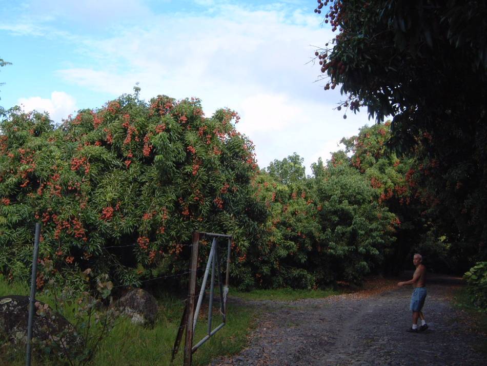 Litchi chinensis, Lychee — spreading evergreen (Sapindaceae) (image 9 of 10)