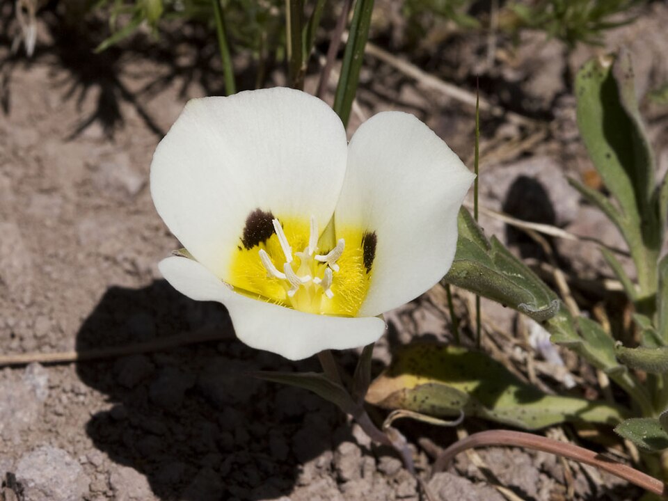 Calochortus leichtlinii (Leichtlin's Mariposa Lily) (alternate view 10)