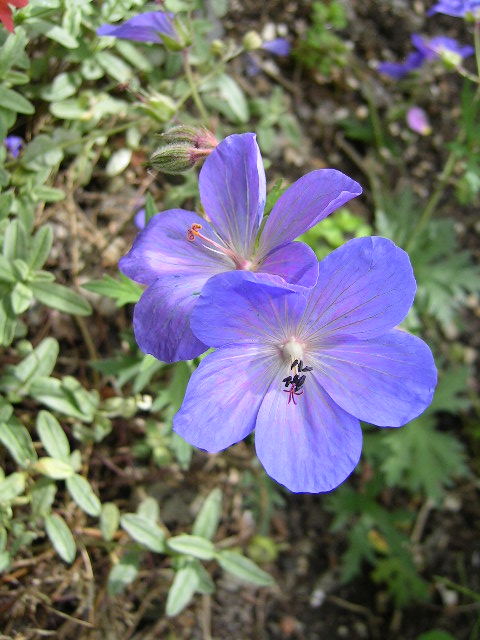 Geranium 'Johnson's Blue' (Johnson's Blue Geranium)