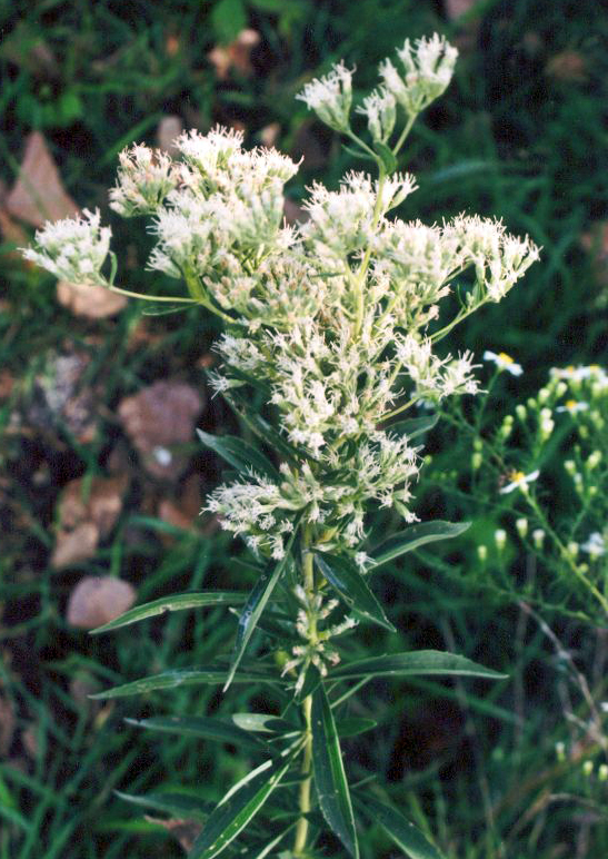 Eupatorium altissimum (tall boneset) (alternate view 6)