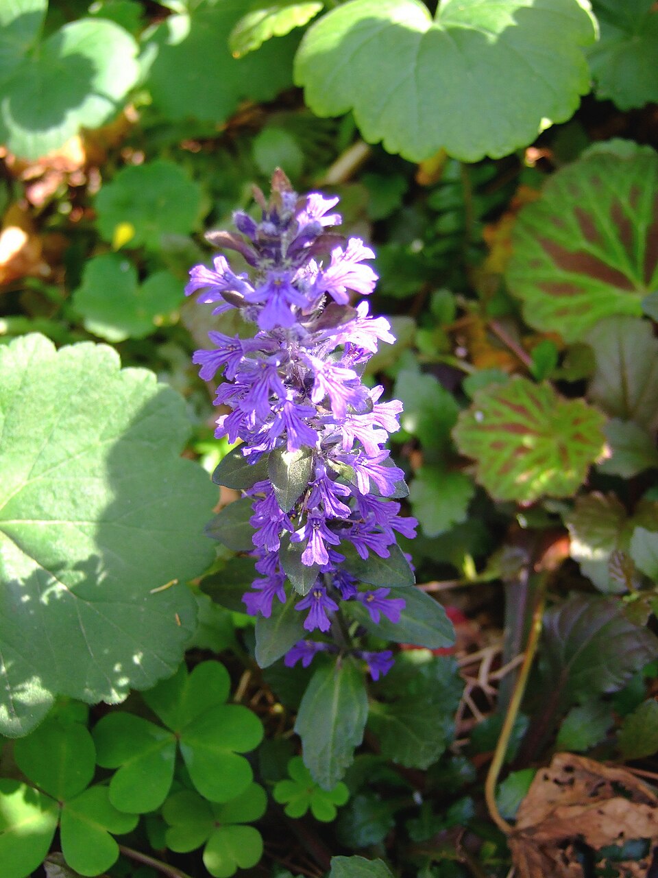 Ajuga reptans (creeping bugleweed) (alternate view 11)