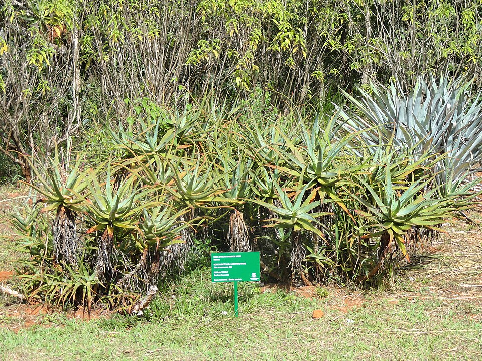 Aloe arborescens (Candelabra Aloe) (alternate view 9)