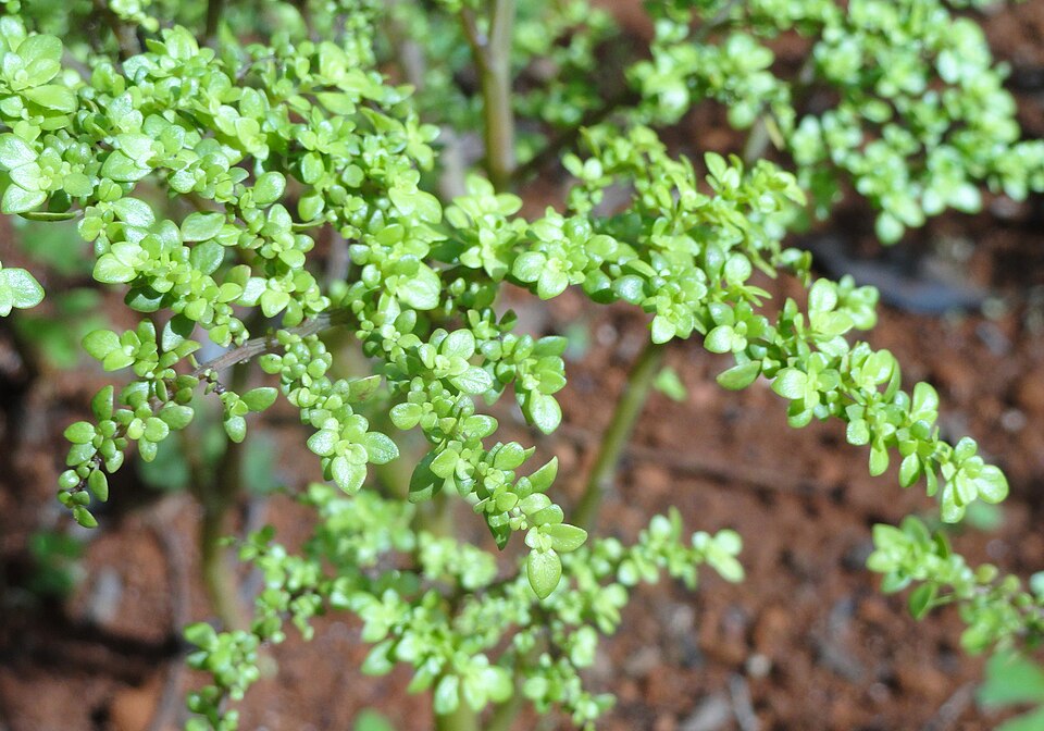 Pilea microphylla (Artillery Plant)