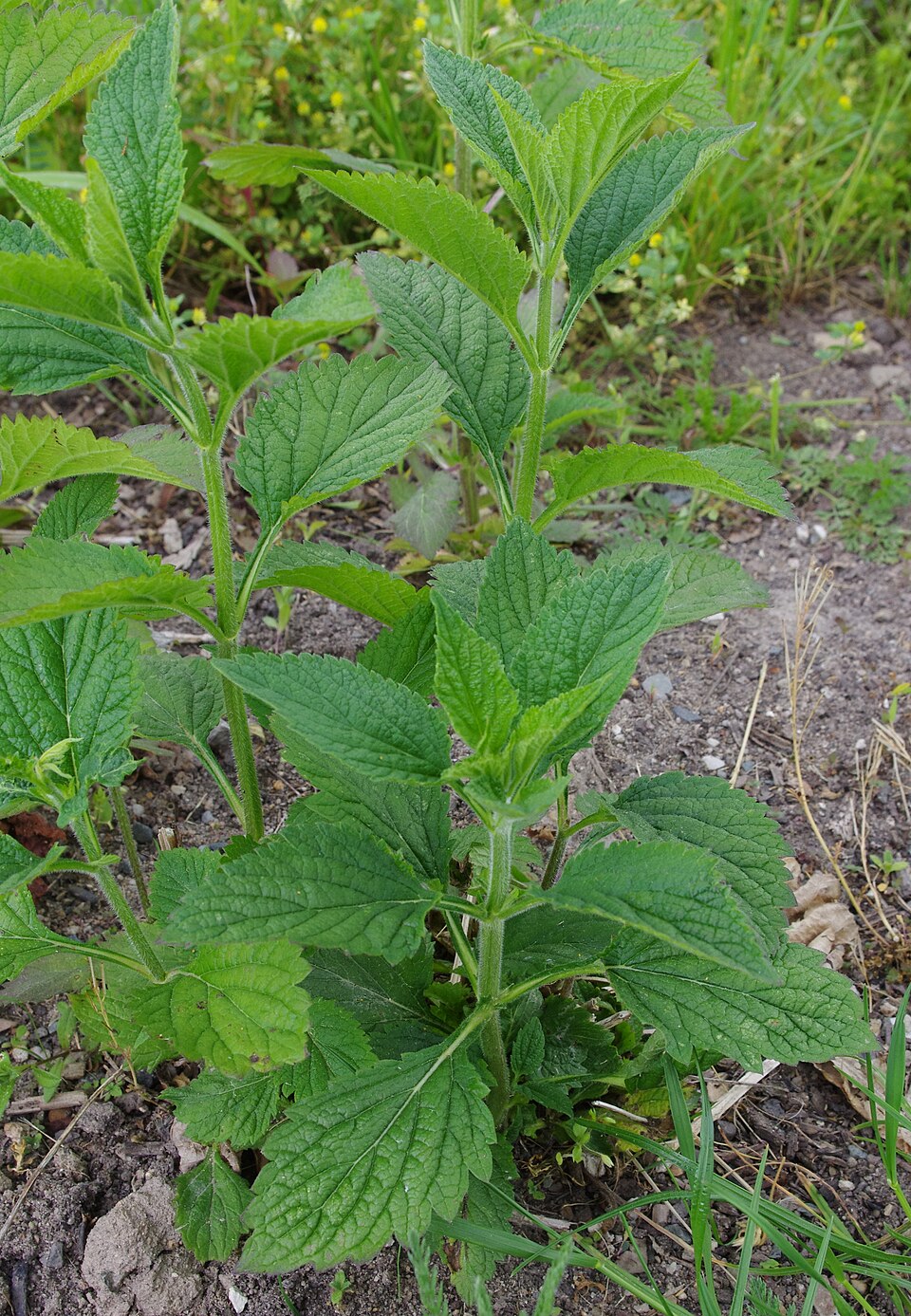 Verbena urticifolia (white vervain)