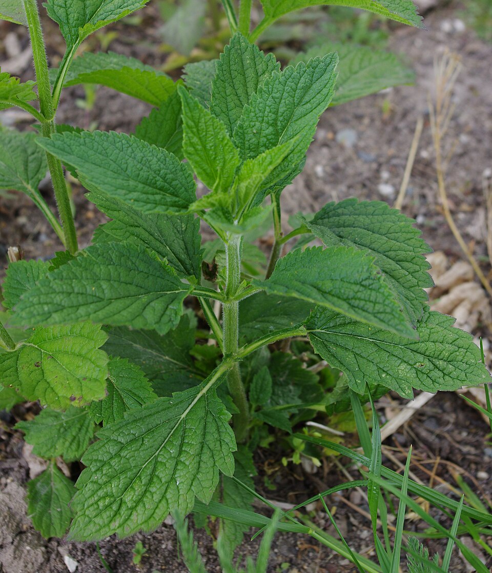 Verbena urticifolia (white vervain)