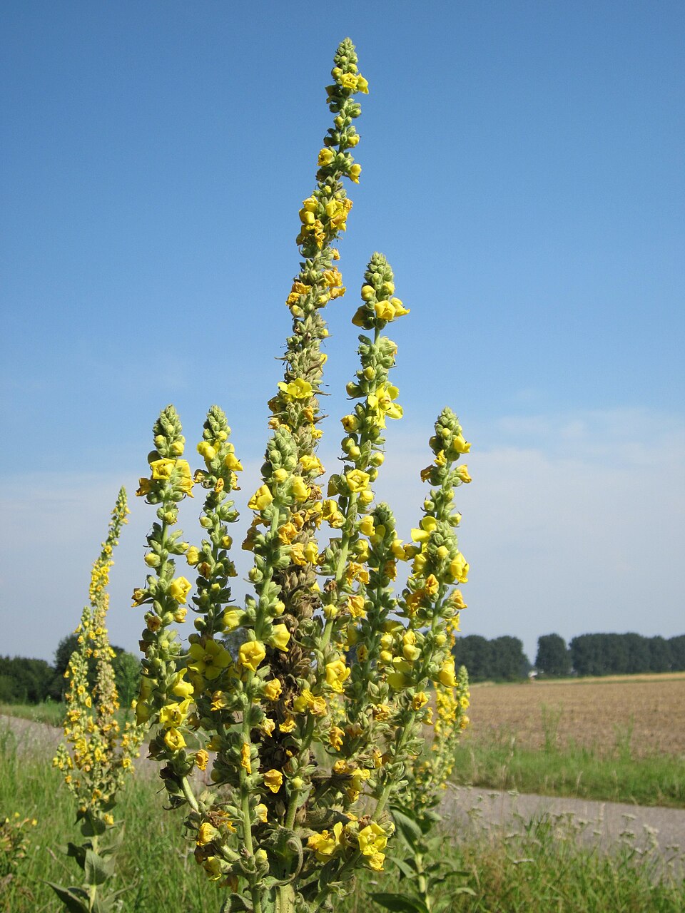 Verbascum thapsus (common mullein) (alternate view 9)