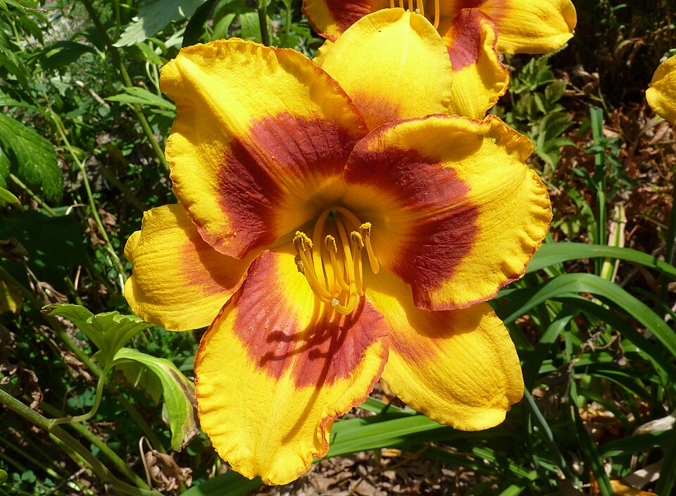 Hemerocallis 'Fooled Me' (Fooled Me Daylily)
