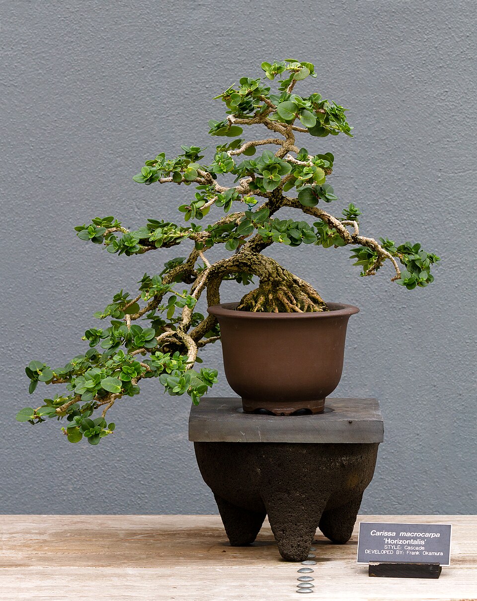 Carissa macrocarpa (Natal Plum) (alternate view 9)
