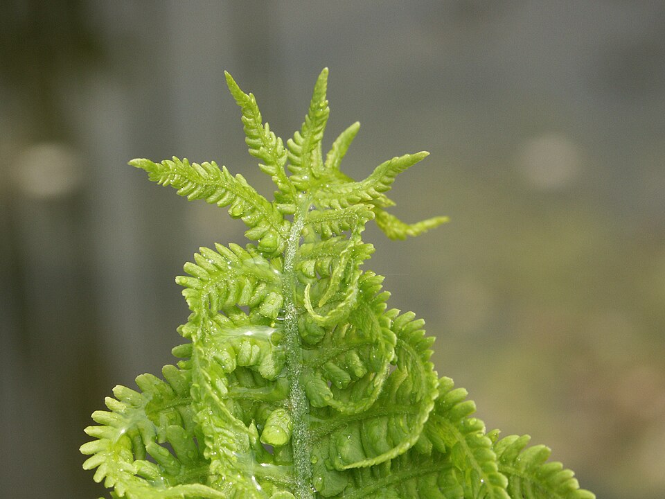 Matteuccia struthiopteris (Ostrich Fern) (alternate view 7)