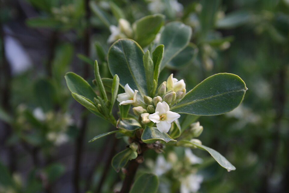 Daphne caucasica (Caucasian Daphne)