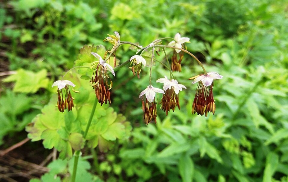 Thalictrum occidentale (Western Meadow-Rue) (alternate view 8)