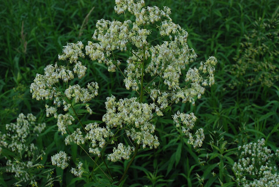 Thalictrum dasycarpum (purple meadow-rue) (alternate view 6)