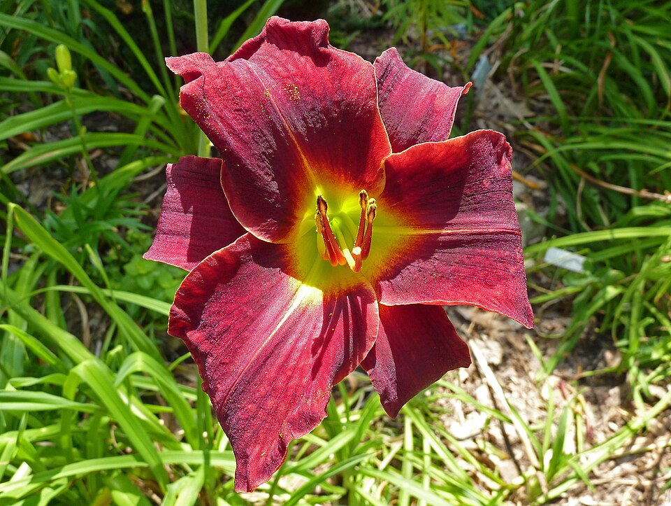 Hemerocallis 'Ed Murray' (Ed Murray Daylily)