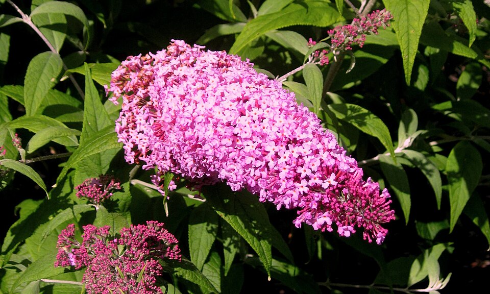 Buddleja davidii 'Pink Delight' (Pink Delight Butterfly Bush) (alternate view 2)